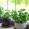 Article image for: <i class="tbold">basil</i>