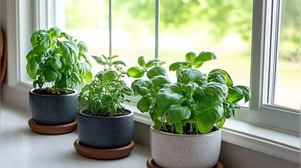 Basil
