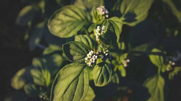 8 herbs you can grow on a windowsill for cooking and décor