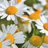 Lemon balm or chamomile