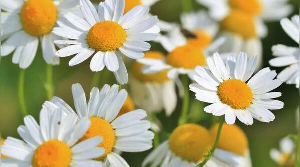 Lemon balm or chamomile