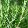 Rosemary