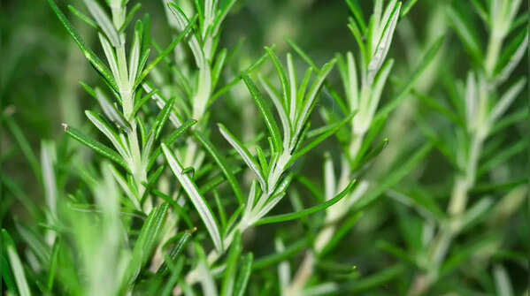 Rosemary