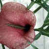 Dead horse arum lily