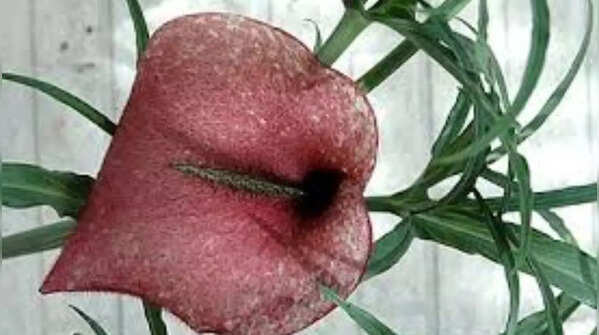 Dead horse arum lily