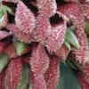 Bulbophyllum phalaenopsis