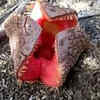 Hydnora africana