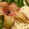 Carrion flower (Stapelia gigantea)