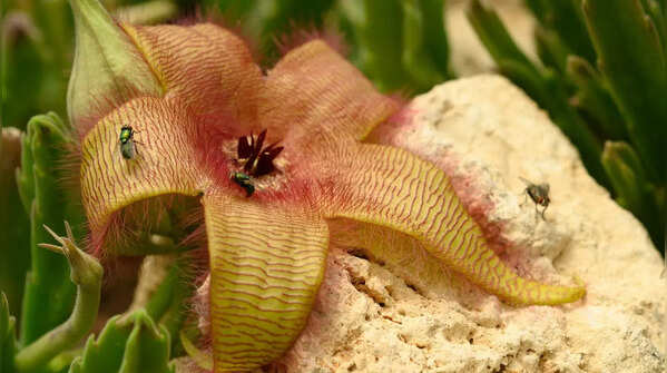 Carrion flower (Stapelia gigantea)