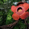 Rafflesia arnoldii