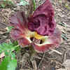 Article image for: <i class="tbold">titan</i> Arum (Corpse flower)
