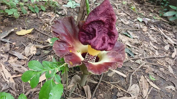 Titan Arum (Corpse flower)