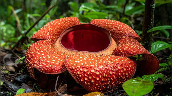 From Titan Arum to Bulbophyllum phalaenopsis: 7 worst smelling flowers of the world