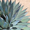 Agave