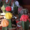 Moon Cactus