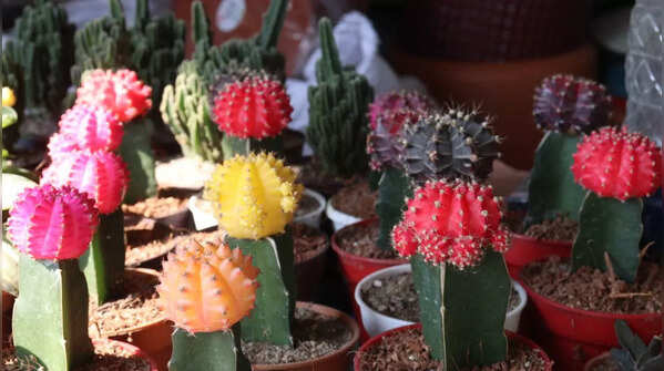 Moon Cactus