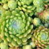 Cobweb Houseleek (Sempervivum arachnoideum)