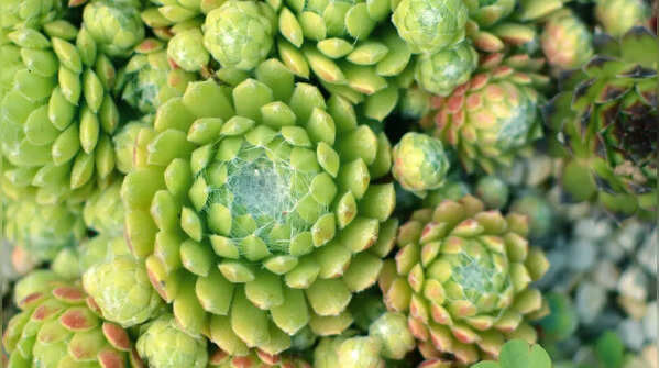Cobweb Houseleek (Sempervivum arachnoideum)