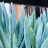 Blue Chalksticks (Curio repens)