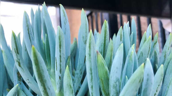 Blue Chalksticks (Curio repens)