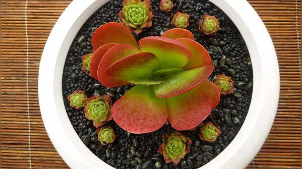 Kalanchoe (Flapjack or flowering types)
