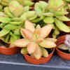 Sedum (Stonecrop)