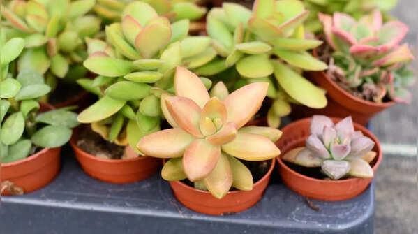 Sedum (Stonecrop)