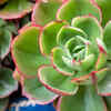 Echeveria