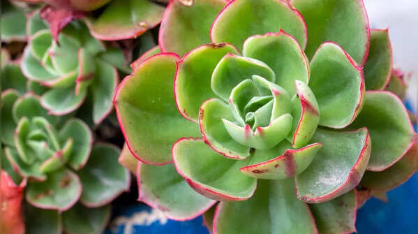 Echeveria