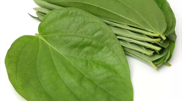 Paan leaves