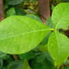 Bael Leaves