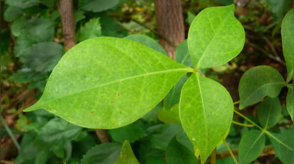 Bael Leaves