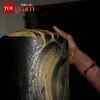 Article image for: Sacred Shivling <i class="tbold">Darshan</i> At Shyamasundari Temple On Maha Shivratri