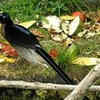 Six-wired Bird-of-paradise