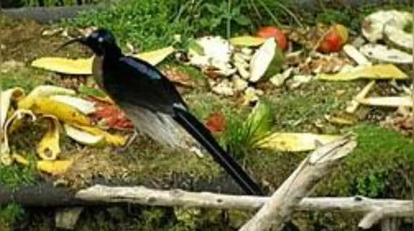 Six-wired Bird-of-paradise