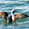 Long-tailed Duck