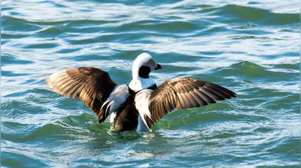 Long-tailed Duck
