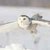 Snowy Owl