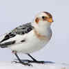 Snow Bunting