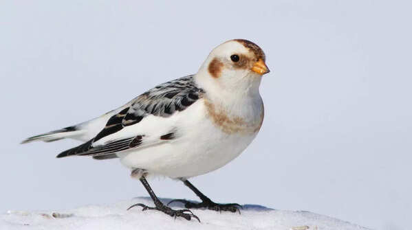 Snow Bunting