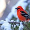 Scarlet Tanager