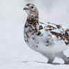 Rock Ptarmigan