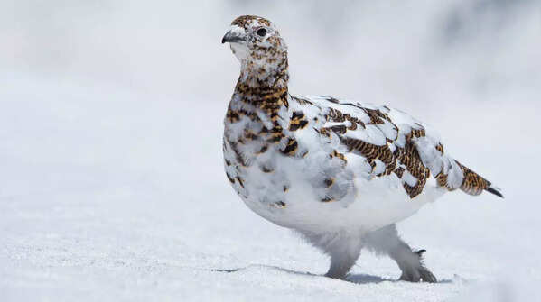 Rock Ptarmigan
