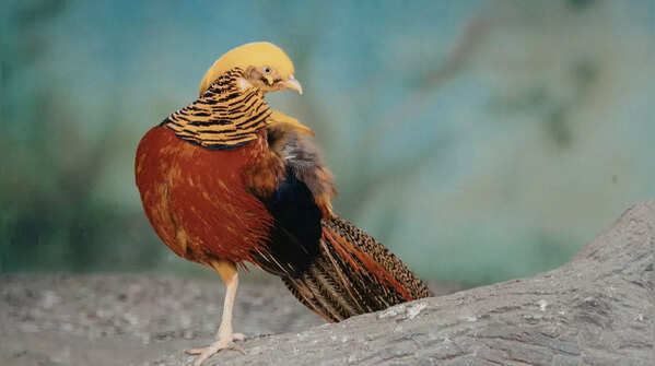 7 stunning colour-changing birds found around the world
