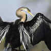 Anhinga (Snakebird)