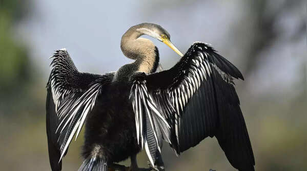 Anhinga (Snakebird)