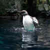 Common Murre (Auk Family)