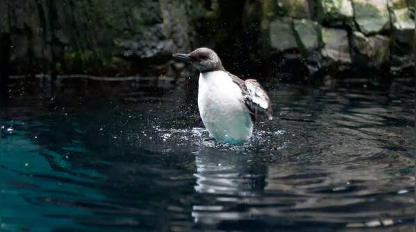 Common Murre (Auk Family)