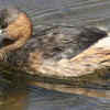 Grebe