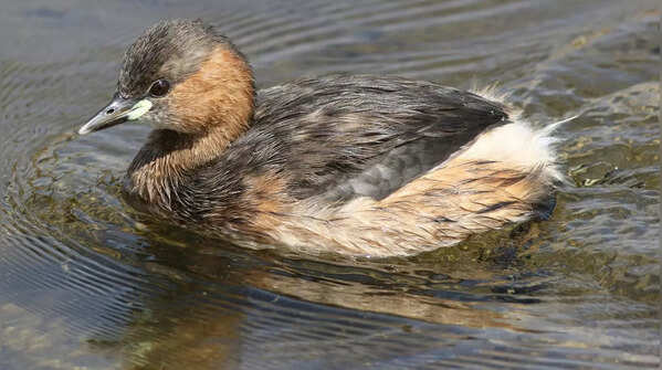 Grebe